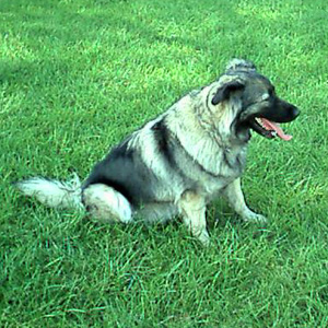 chien attente ou envie du maitre